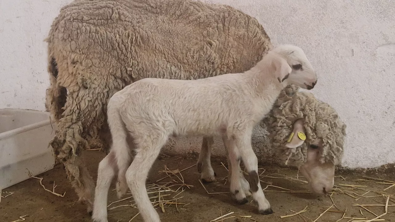 Spagna, creato il primo agnello geneticamente modificato