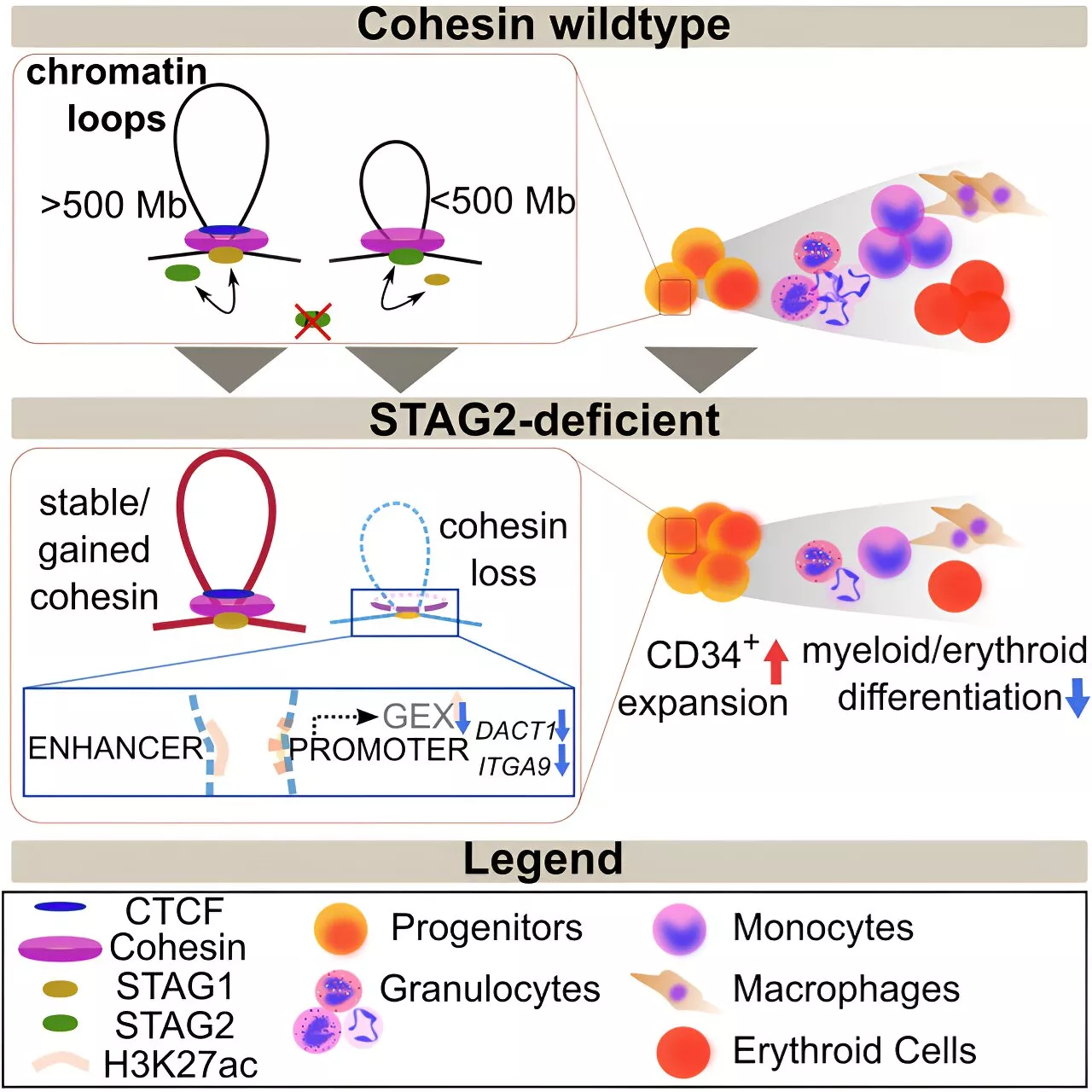 STAG2 protein mutations and associated spatial alteration of DNA structure can contribute to development of leukemia