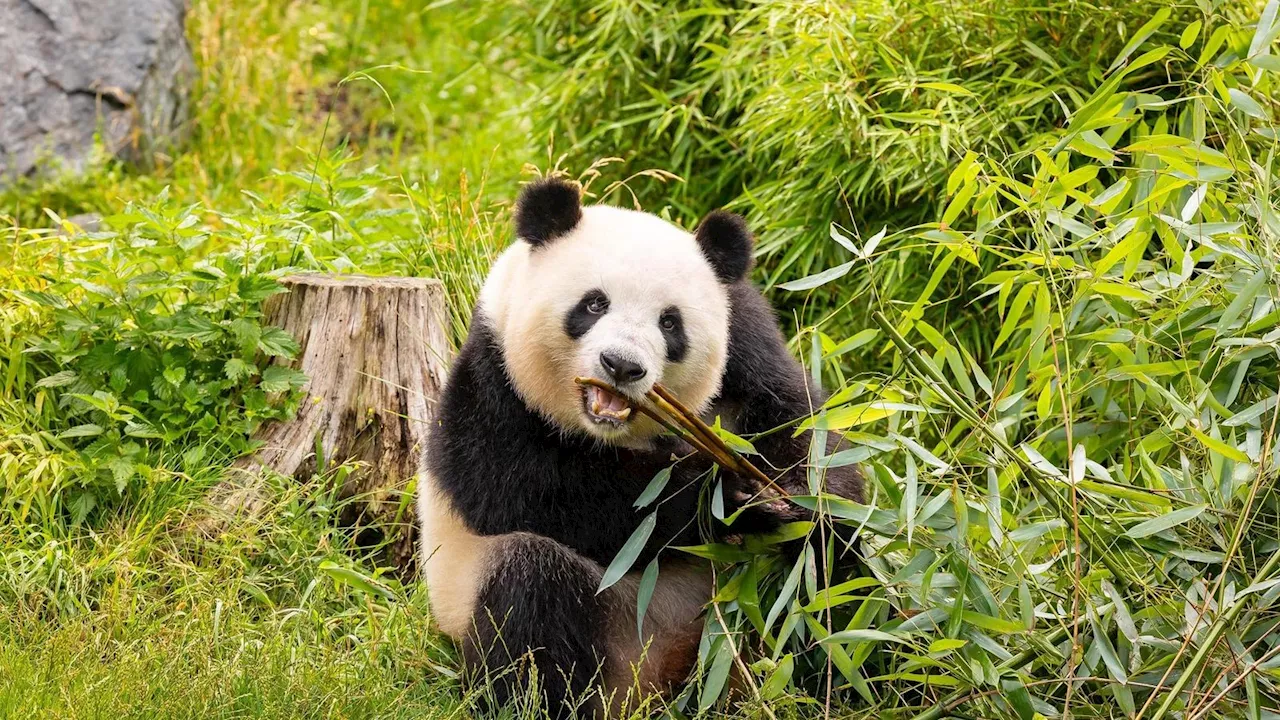 Panda-stische Überraschung! Meng Meng erwartet Nachwuchs