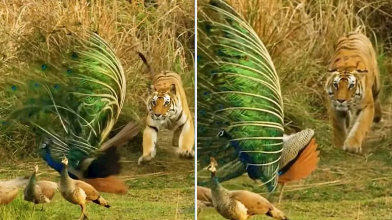 Tiger Vs Peacock: पंख फैलाकर नाच रहा था मोर, तभी टाइगर ने कर दिया अटैक, आगे जो हुआ वह आप देखते रह जाएंग