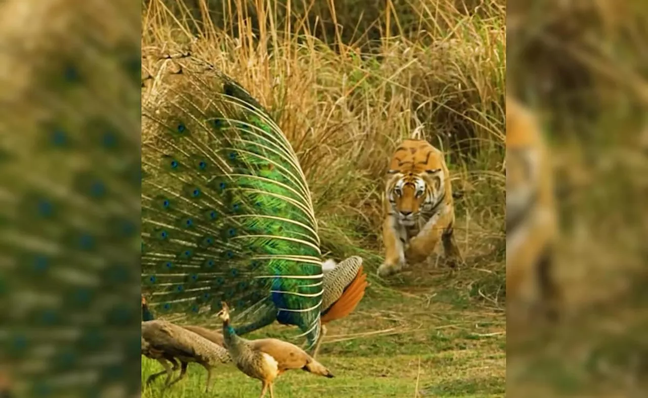 पंख फैलाकर जंगल में नाच रहा था मोर, तभी घात लगाई बैठी बाघिन ने अचानक कर दिया हमला