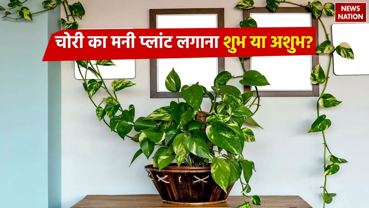 Money Plant Vastu Tips: क्या चोरी करके लगाए मनी प्लांट से घर में होती है धन वर्षा