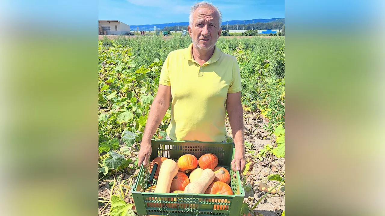 Bezirk Melk: Frost und Hitze hinterlassen Spuren auf dem Feld