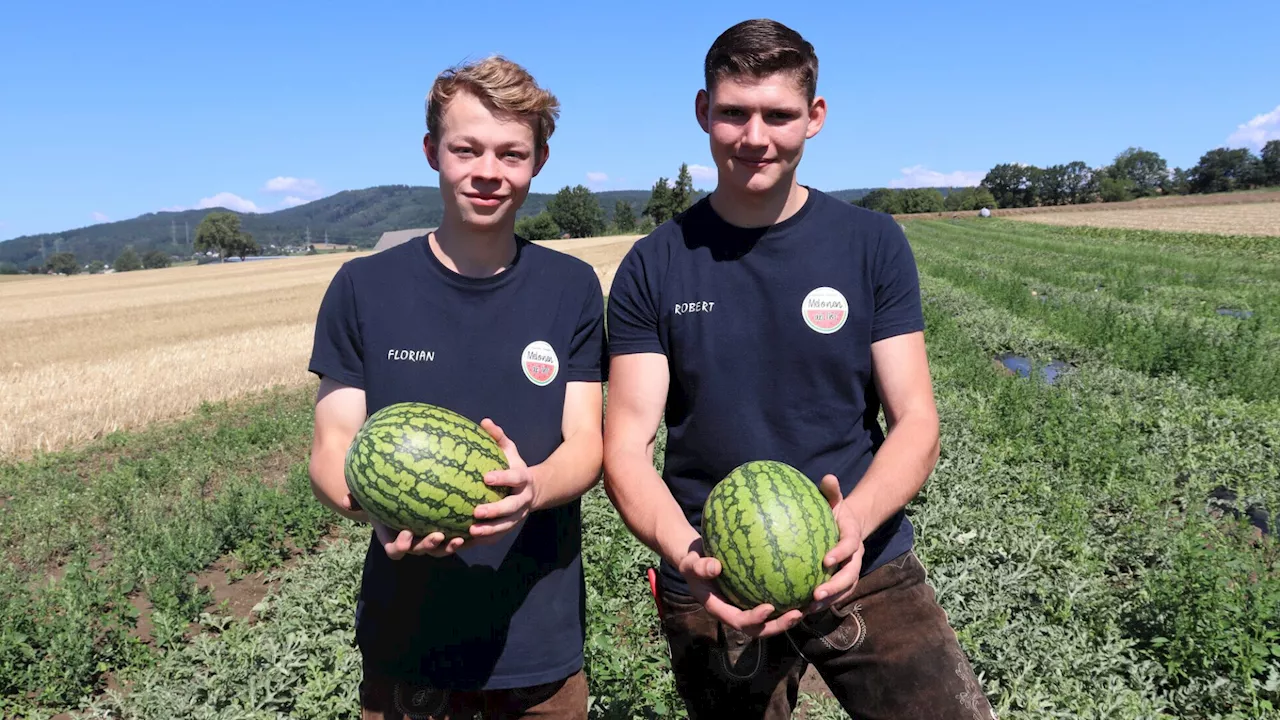 Durchschnittliche Ernte und kaum Ausfälle in der Region St. Pölten