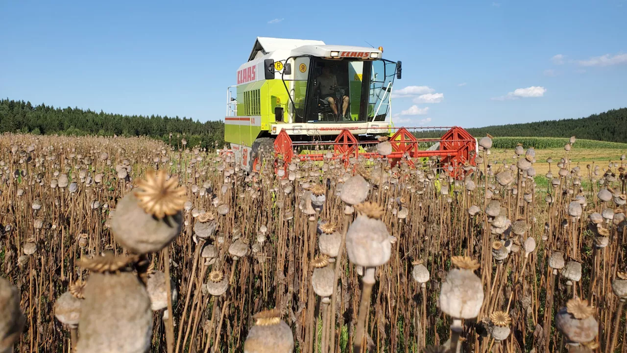 Ein Ausreißer? Ernte beginnt im Bezirk Zwettl heuer früher