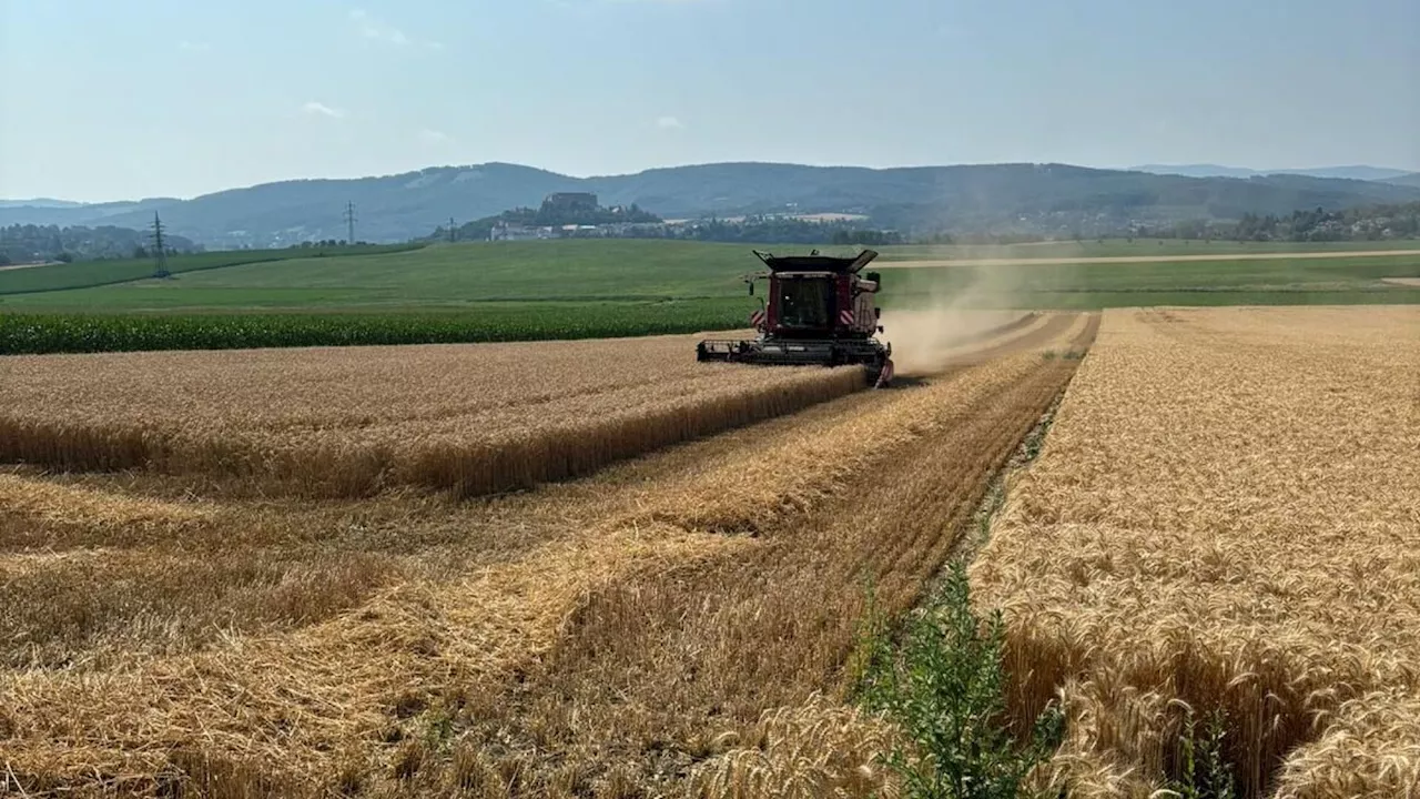 „Ein durchschnittliches Getreidejahr“ in der Region Wienerwald