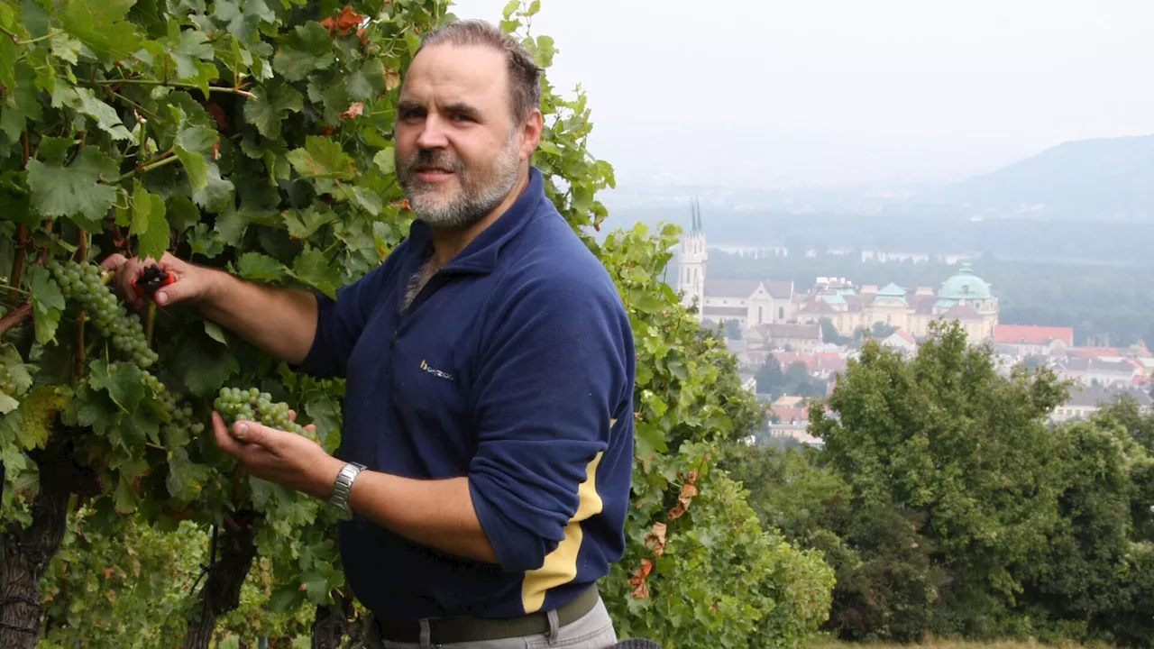 Früh reif: Weinlese in Klosterneuburg heuer schon Ende August