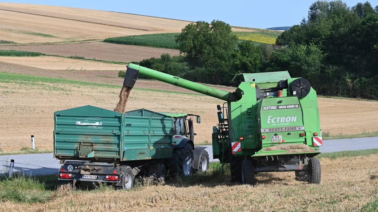 Weizen, Wein, Mais: Heuer wird im Bezirk Mistelbach früh geerntet