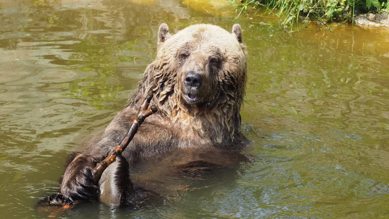 Wellness im Bärenwald: Nach 20 Jahren im Käfig planscht Mark im Teich