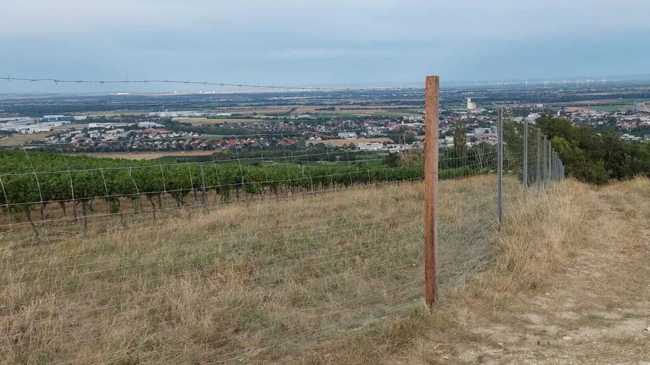 Zaun um Weingarten am Eichkogel sorgt für Ärger