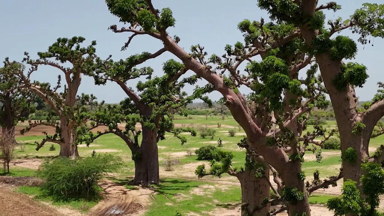 Baobabs in Senegal: hoe een nationaal symbool langzaamaan verdwijnt