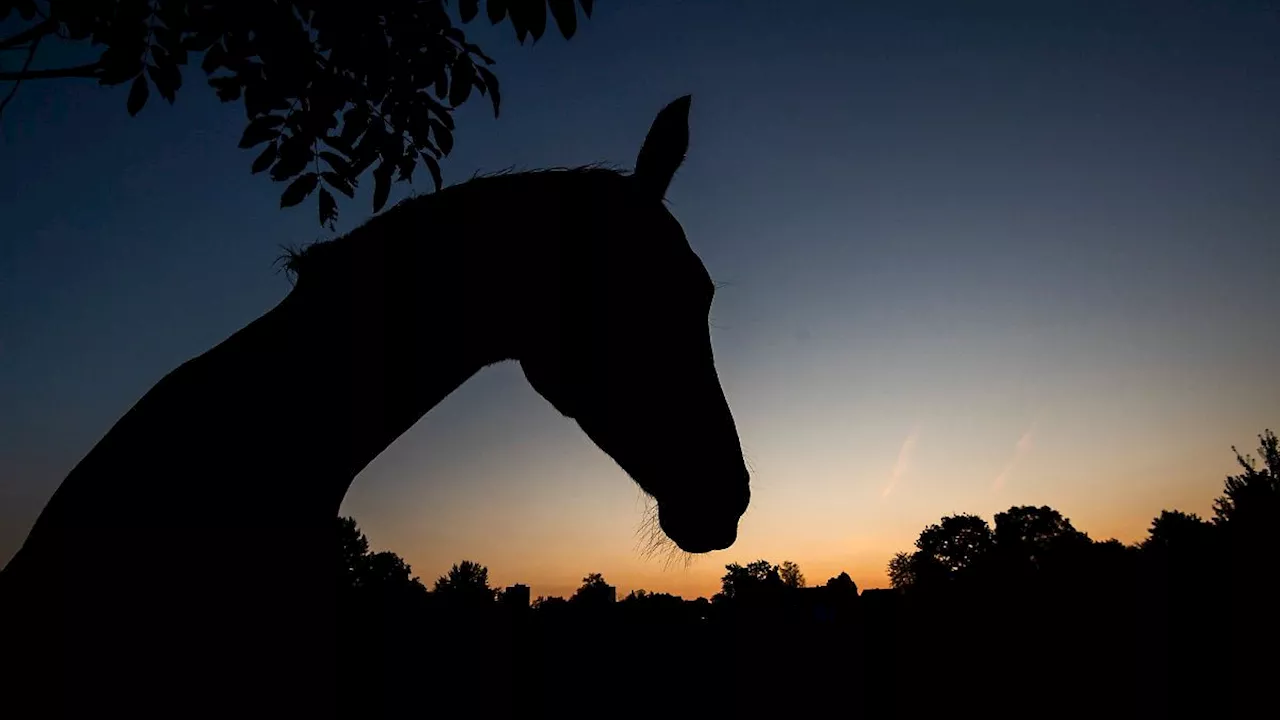 Mecklenburg-Vorpommern: Zwei Mädchen bei Reitunfall auf Usedom schwer verletzt