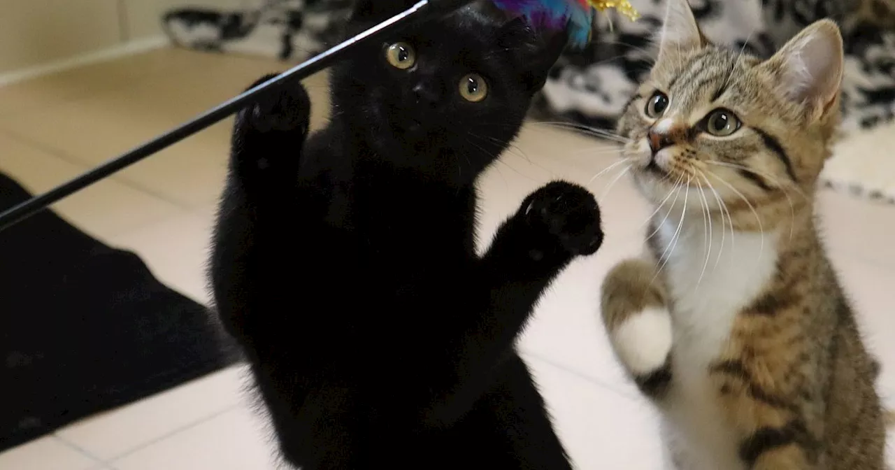 Aufnahmestopp für Fundkatzen: Ferienzeit bringt das Tierheim in Vlotho an die Grenze