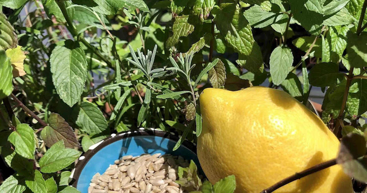 Kakao, Kerne, Minze: Bielefelder Ernährungsexpertin hat Tipps gegen den Hitzestress