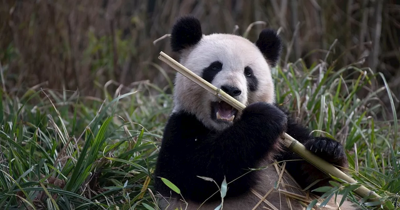 Wieder Panda-Nachwuchs im Berliner Zoo erwartet