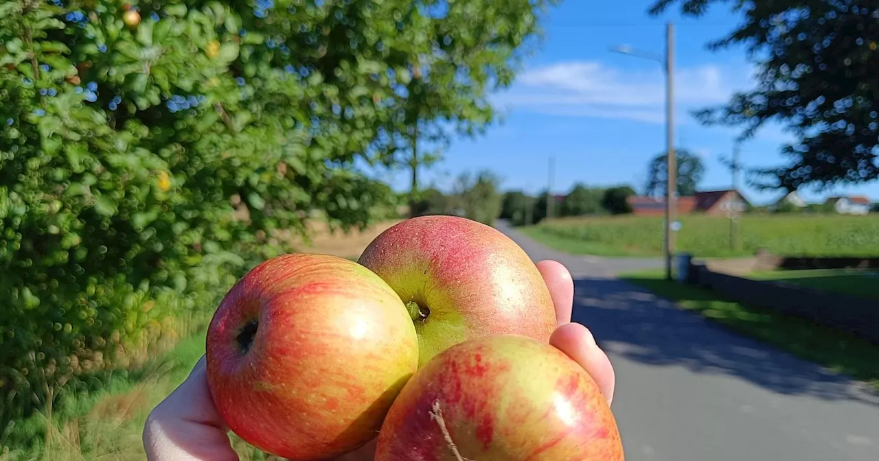 Wo es im Bünder Land Unmengen an Gratis-Obst am Wegesrand gibt