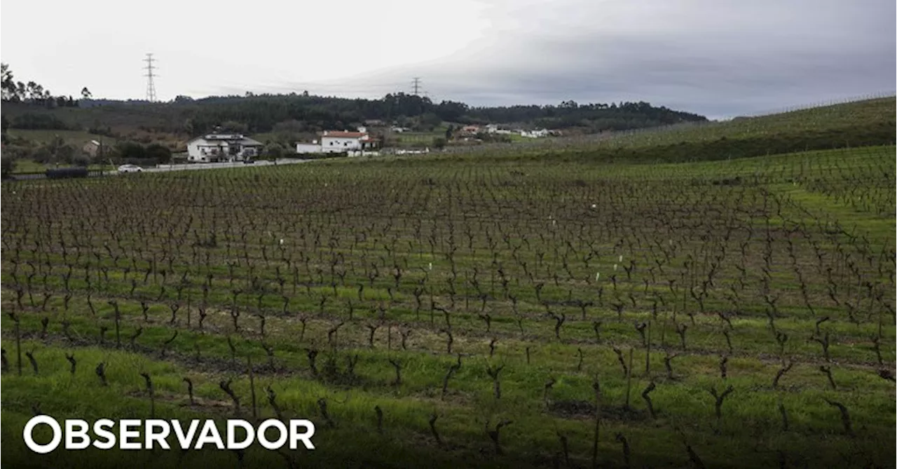 Produtores do Alentejo com atividades 'para todos os gostos' nas vindimas