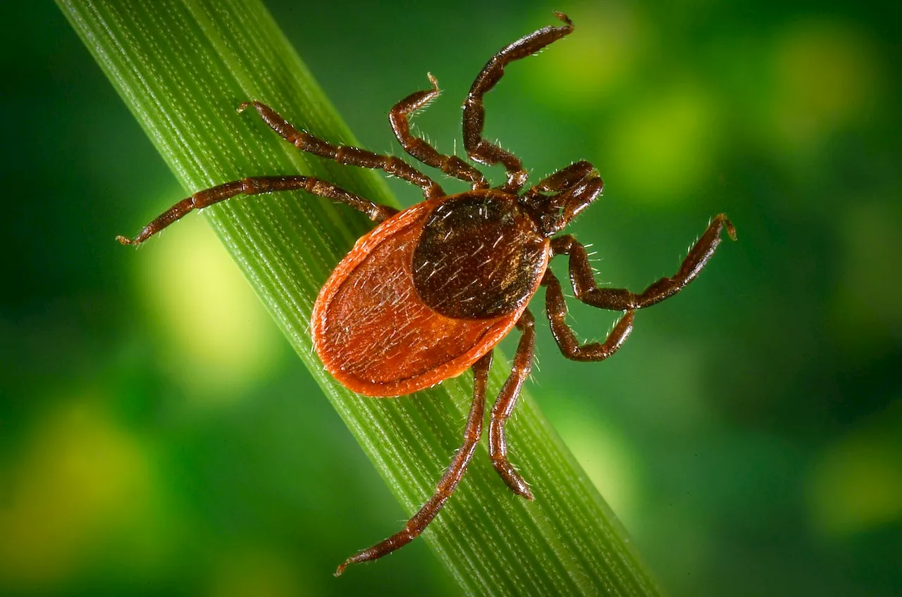 Pa.’s first case this year of possibly severe tickborne disease put a child in the hospital