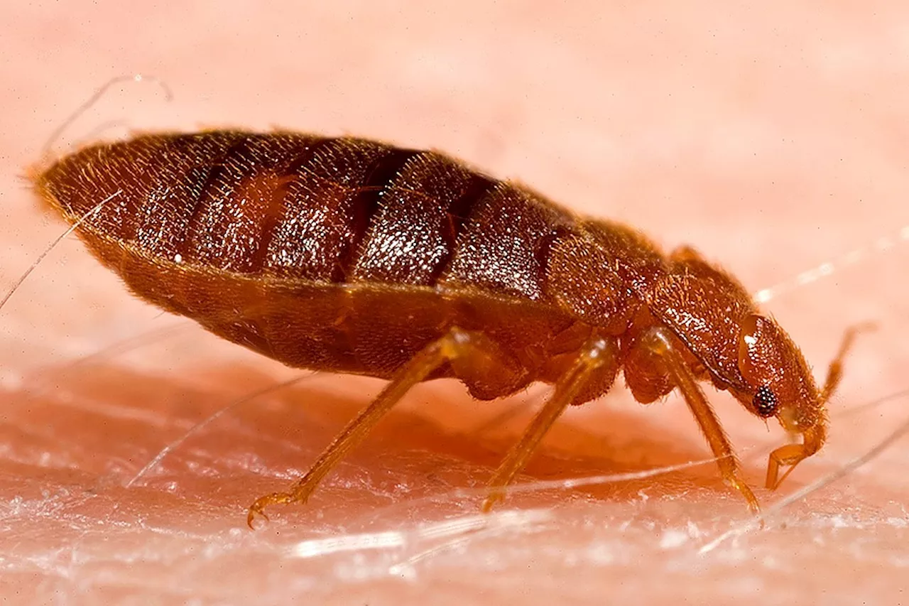 BC Housing hires support worker for tenants besieged by bedbugs