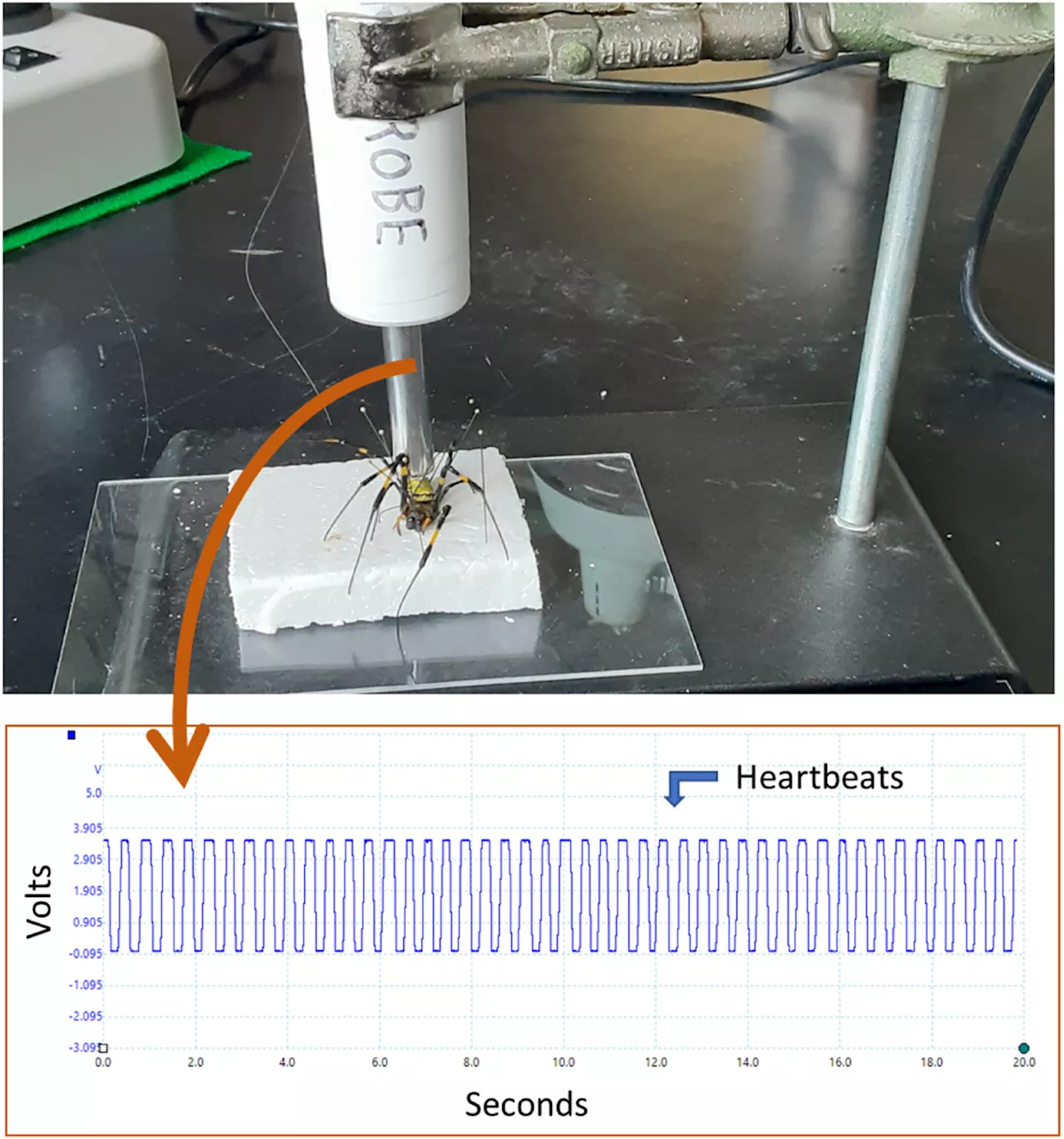 Lab experiment shows Joro spider heart rates fluctuate less under stress