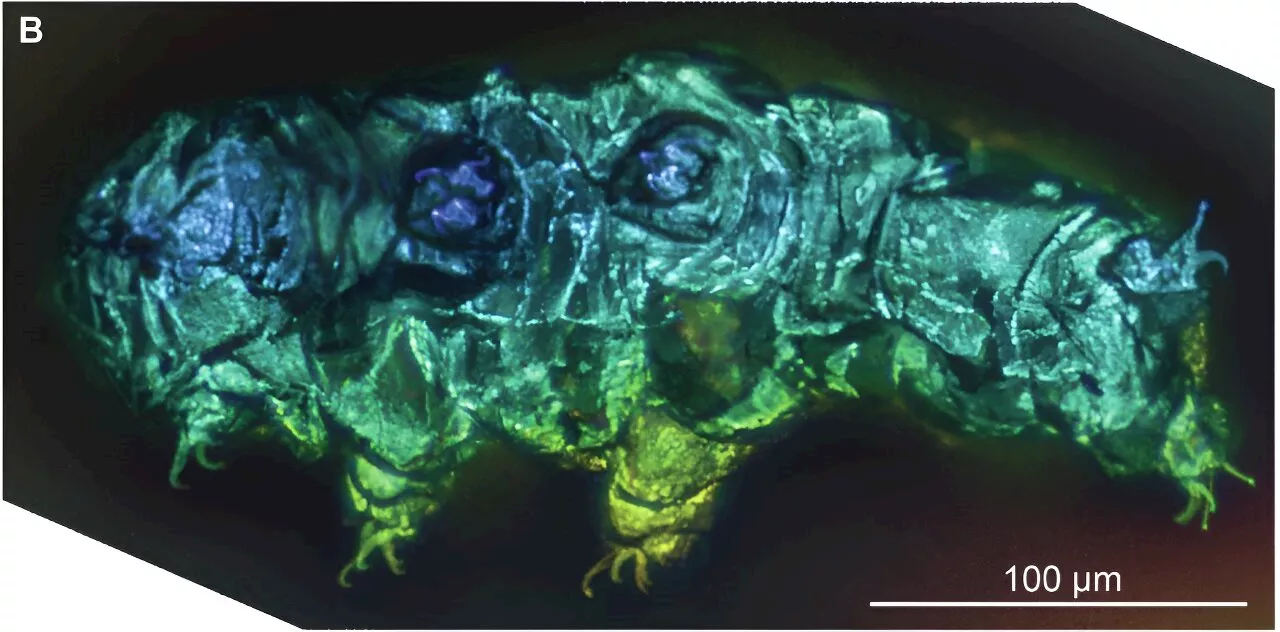 New technology offers a better look at tardigrade fossils embedded in amber