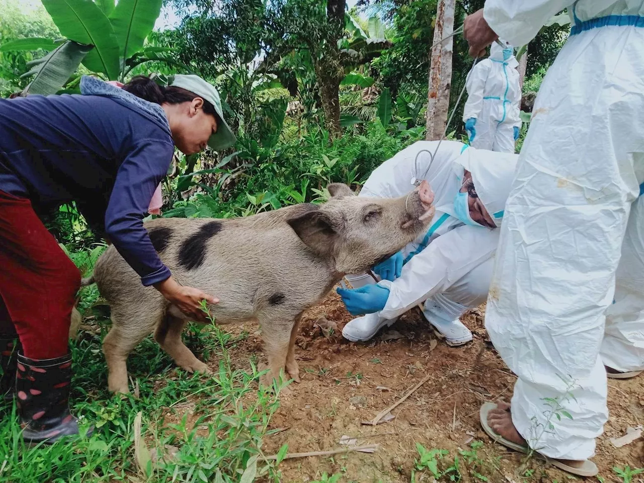 ASF resurgence threatens hog industries of two Negros provinces