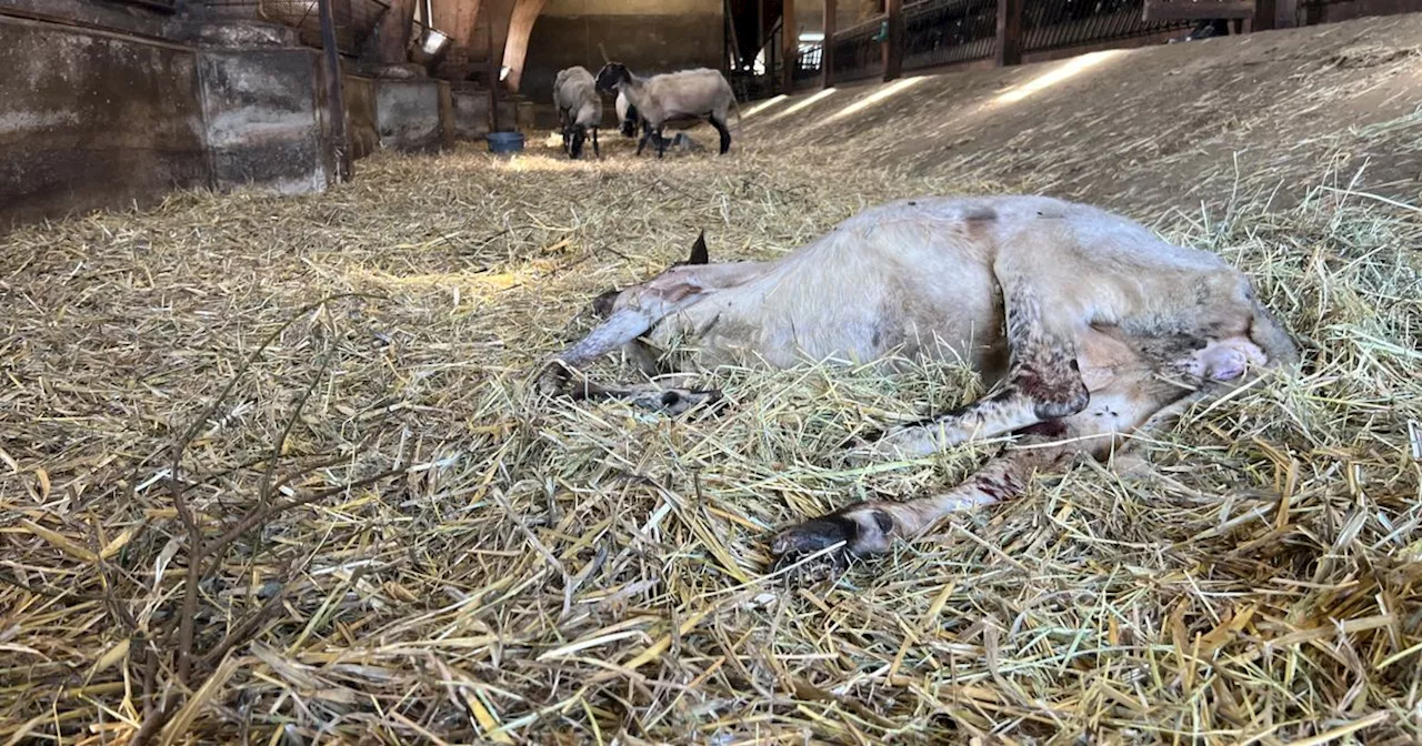 Tachtig schapen dood door blauwtong bij schaapskudde Doldersummerveld: 'Het is een doffe ellende'