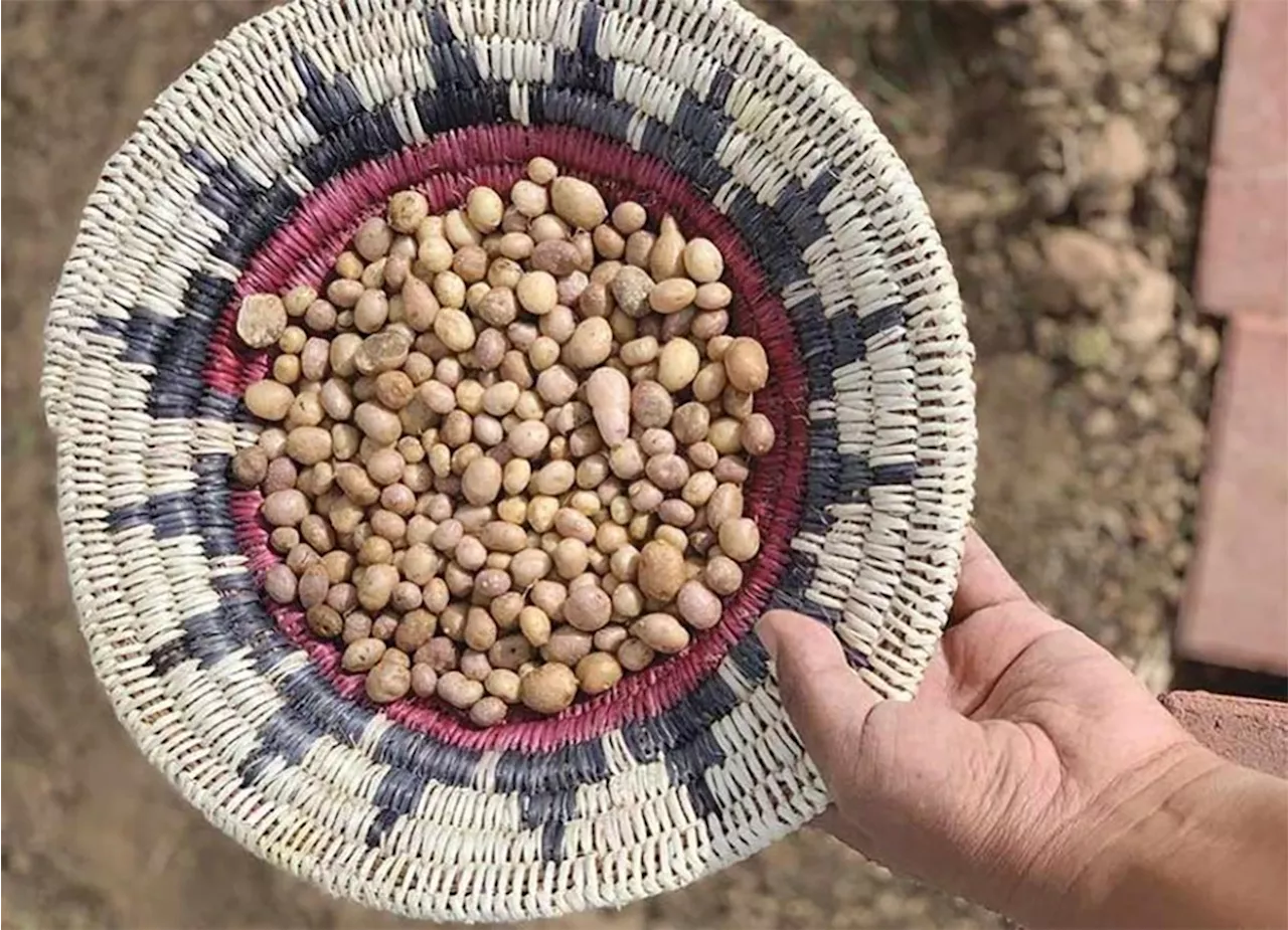 Unearthing History: Ancient Potatoes Reveal Indigenous Agricultural Genius