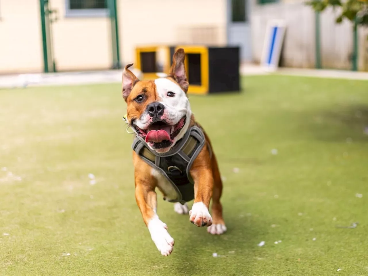 Dogs Trust Shrewsbury urging dog owners to update microchip details