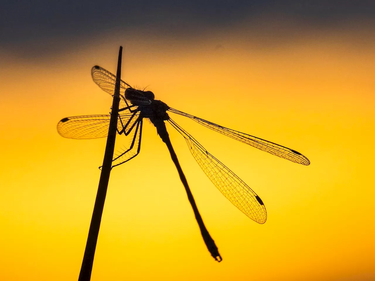 Shropshire photographer captures stunning pictures of a tiny damselfly soaking up a glorious sunset