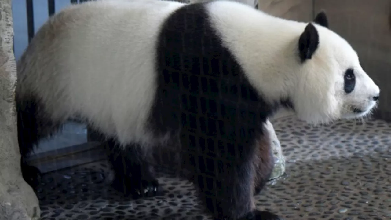 Panda-Weibchen Meng Meng in Berliner Zoo ist wieder schwanger