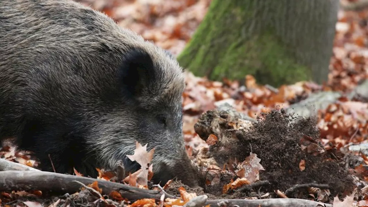 Tierkrankheiten: NRW wappnet sich gegen Afrikanische Schweinepest