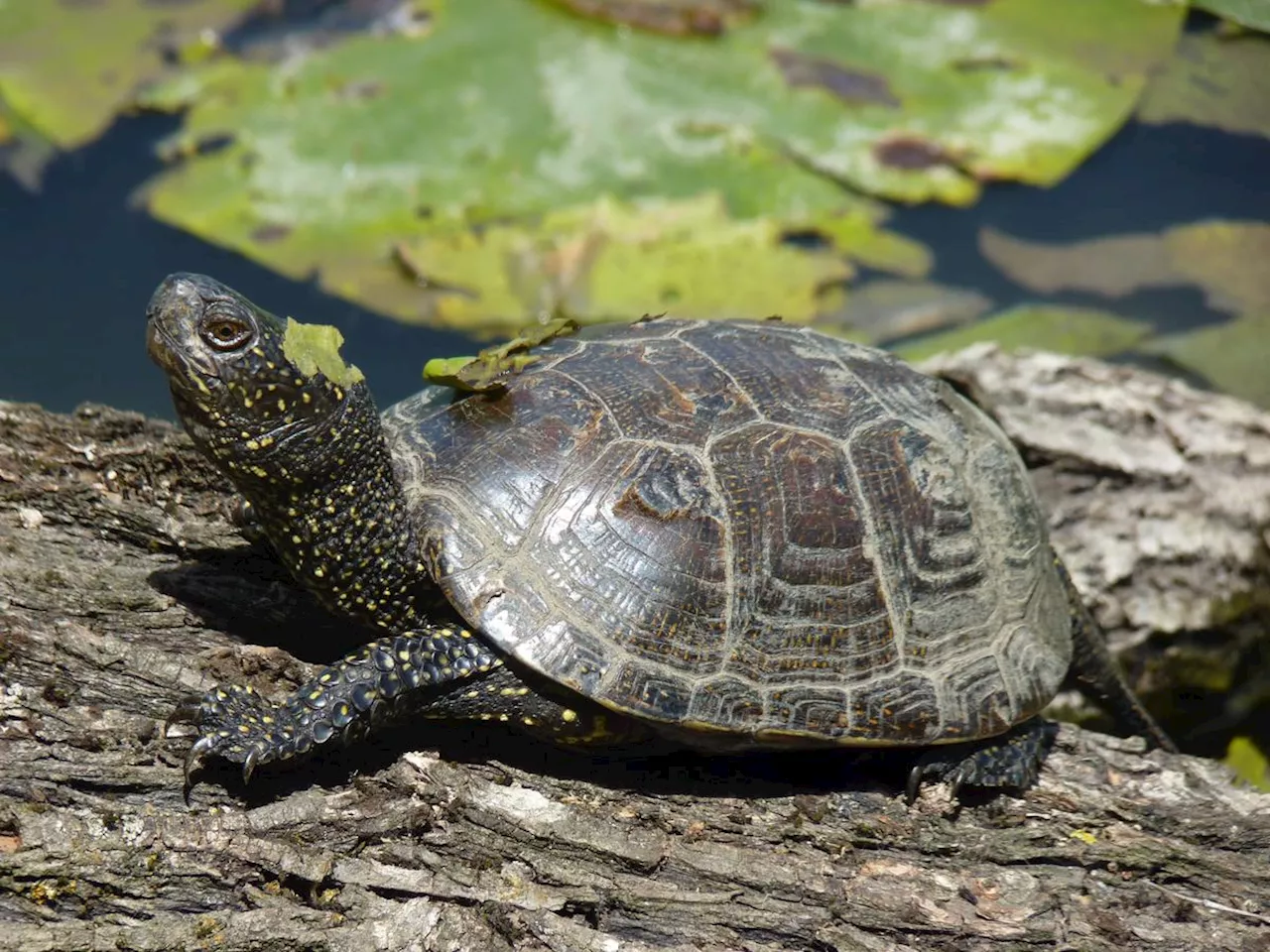 Lot-et-Garonne : à la Mazière, de nouveaux outils pour protéger la cistude européenne des tortues de Floride