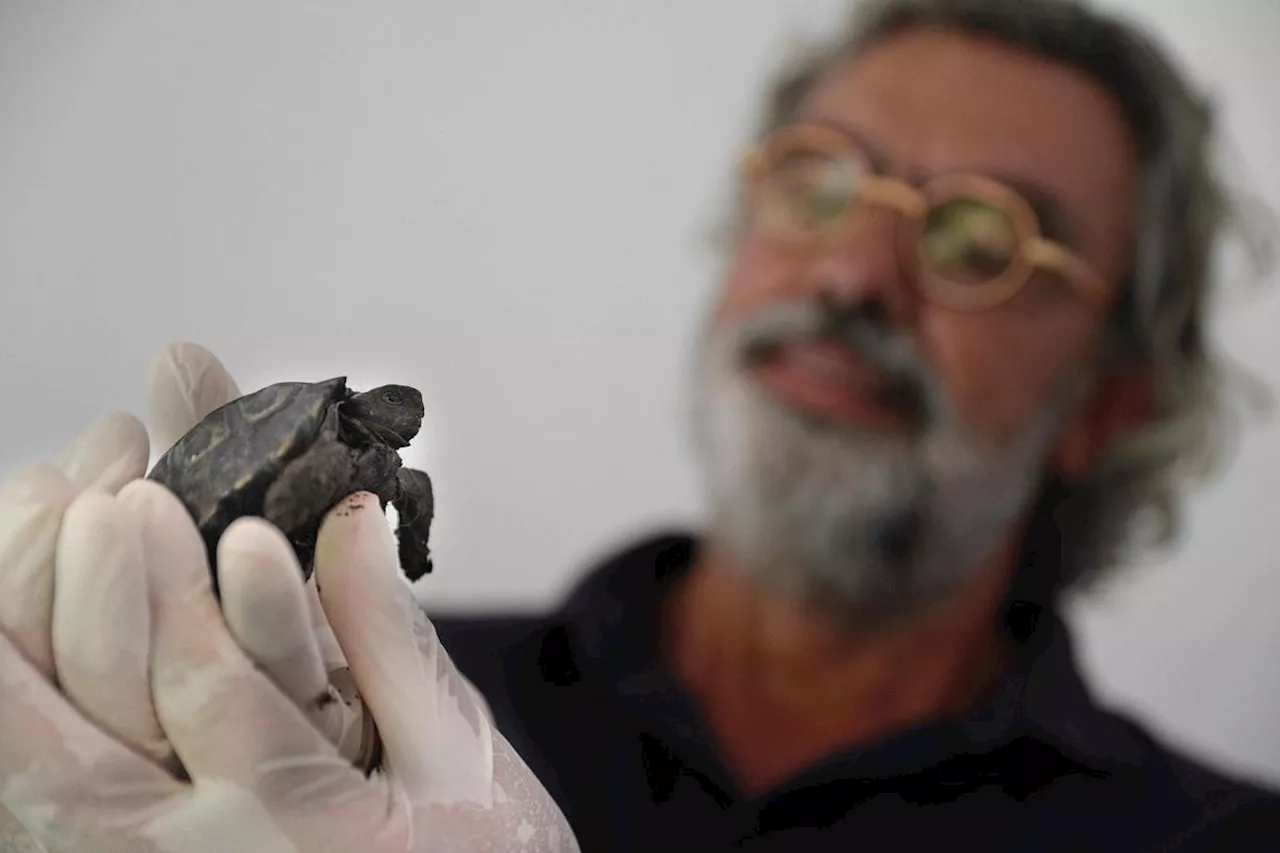 « Une première en France » : une tortue géante des Galapagos est née à Ajaccio