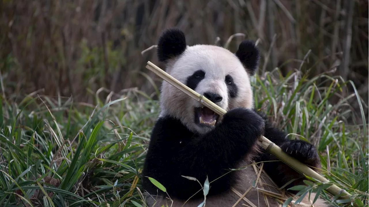 Meng Meng mit zwei Jungtieren trächtig: Wieder Panda-Nachwuchs im Berliner Zoo erwartet