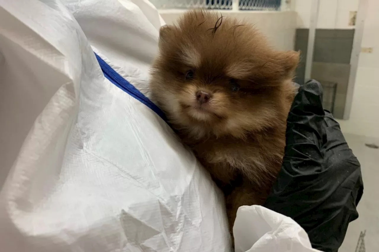 'Disturbed by the discovery': 36 Pomeranians seized by BC SPCA in Vernon