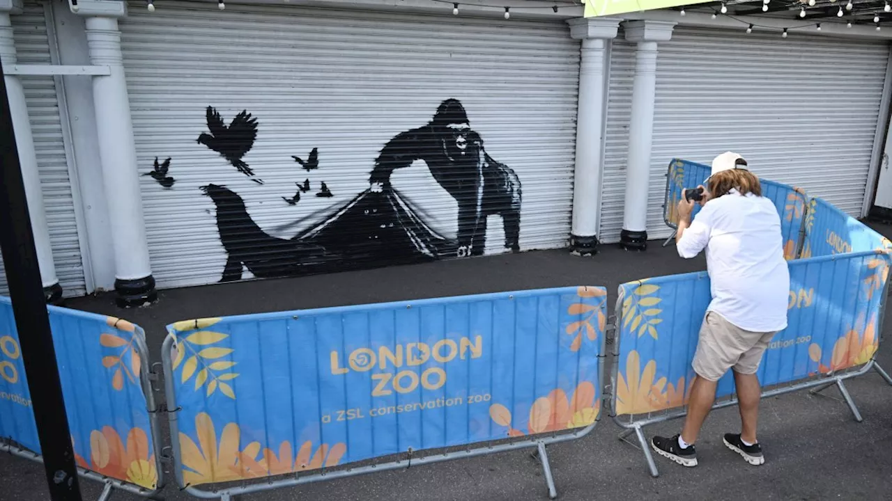 Banksy unveils latest artwork at London Zoo after previous defaced within hours