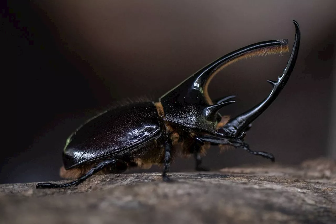 In Colombia, hungry beetle larvae combat trash buildup