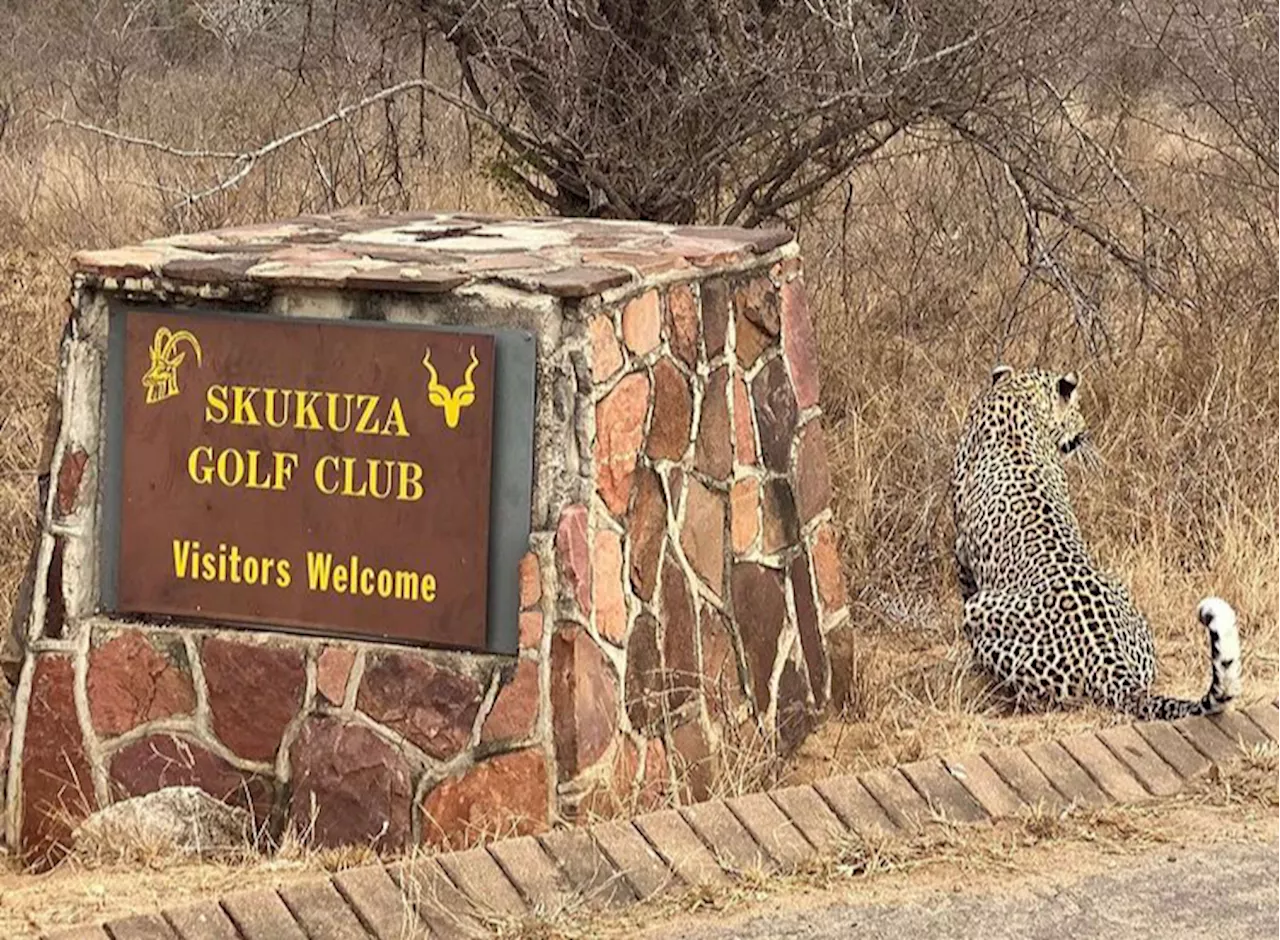 Greenkeeper shows off damage after lion kill at Skukuza Golf Club