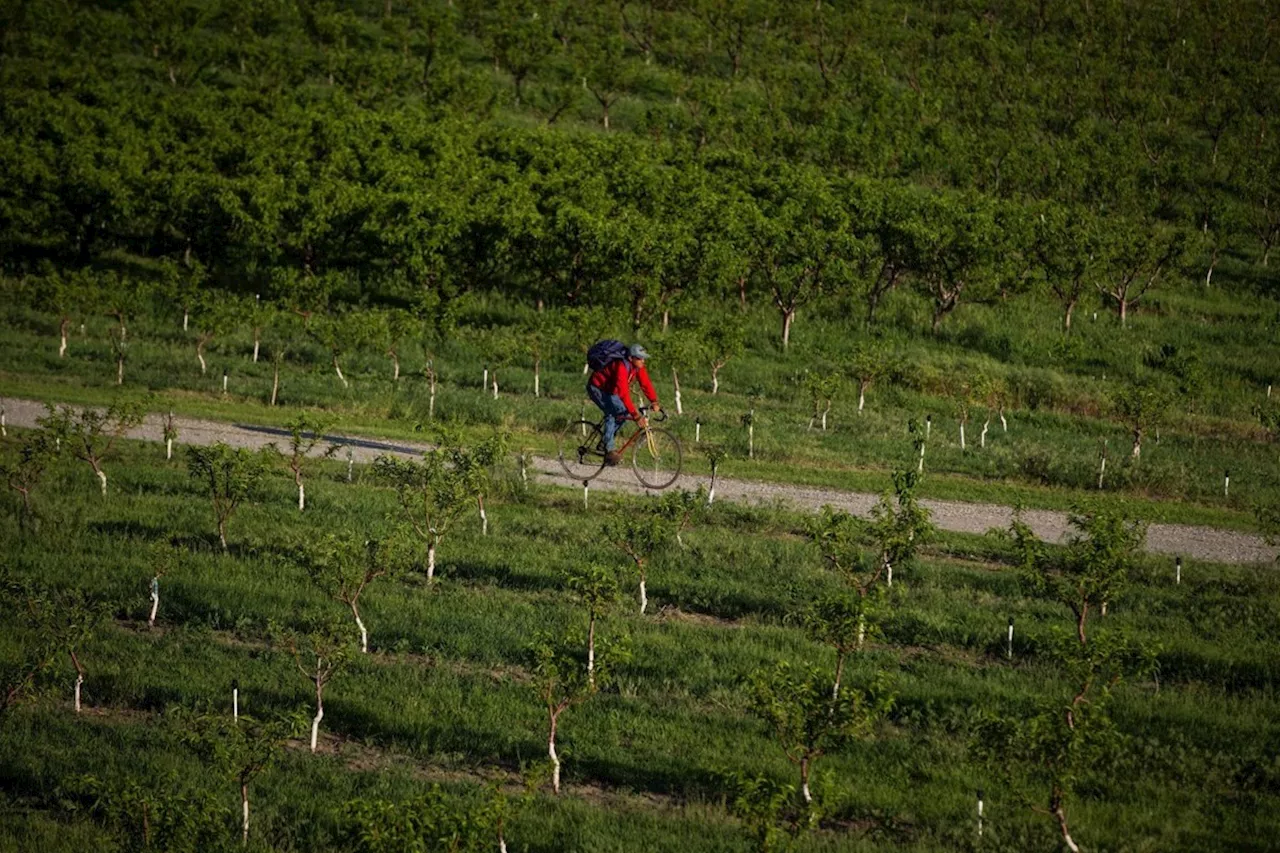 B.C. fruit group files for creditor protection after crop losses, 'liquidity crisis'