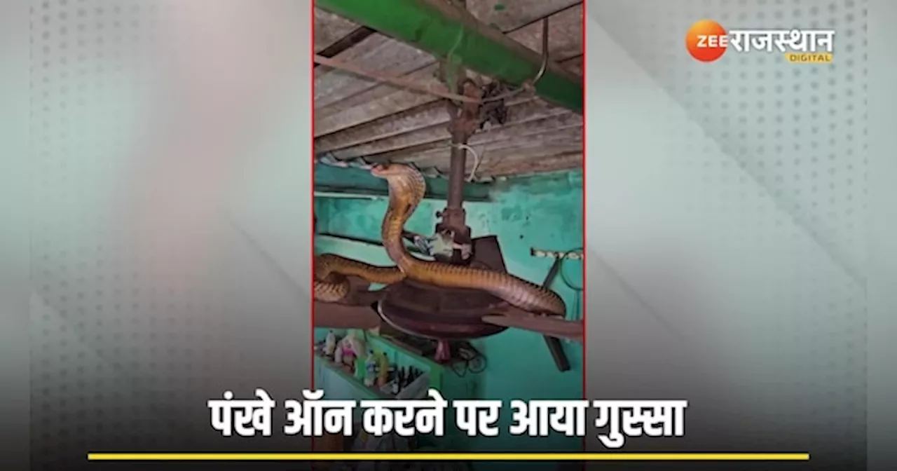 पंखे पर बैठा था King Cobra, स्विच ऑन करते ही हो गया कांड!