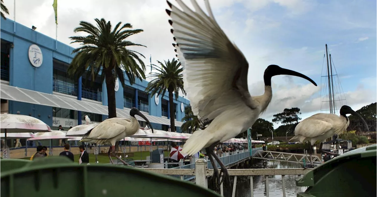 Wild birds are likely spreading antibiotic-resistant superbugs through our cities