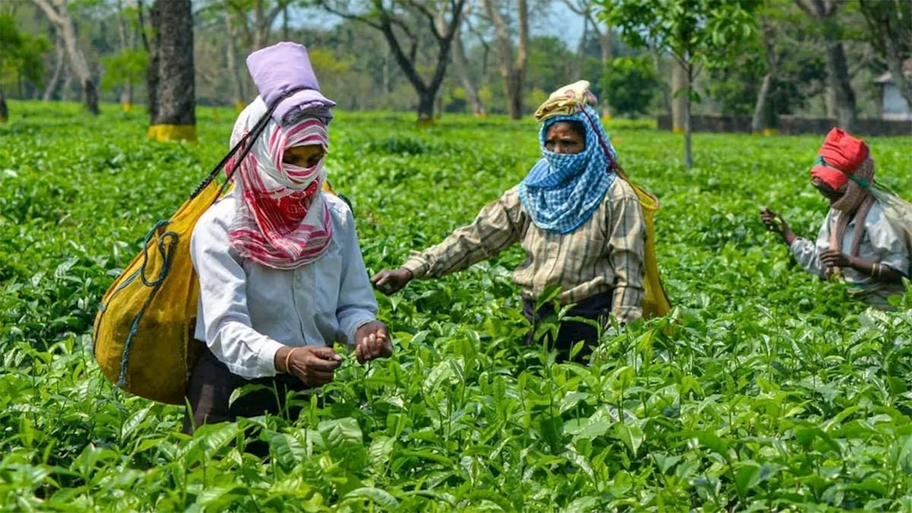 Govt Scheme: बिहार के किसानों को चाय की खेती पर मिलेगी ढाई लाख रुपये की सब्सिडी, जानें कैसे करें आवेदन