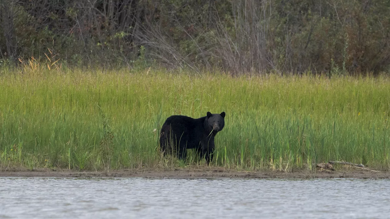 Black bear attacks child in tent on Montana campground