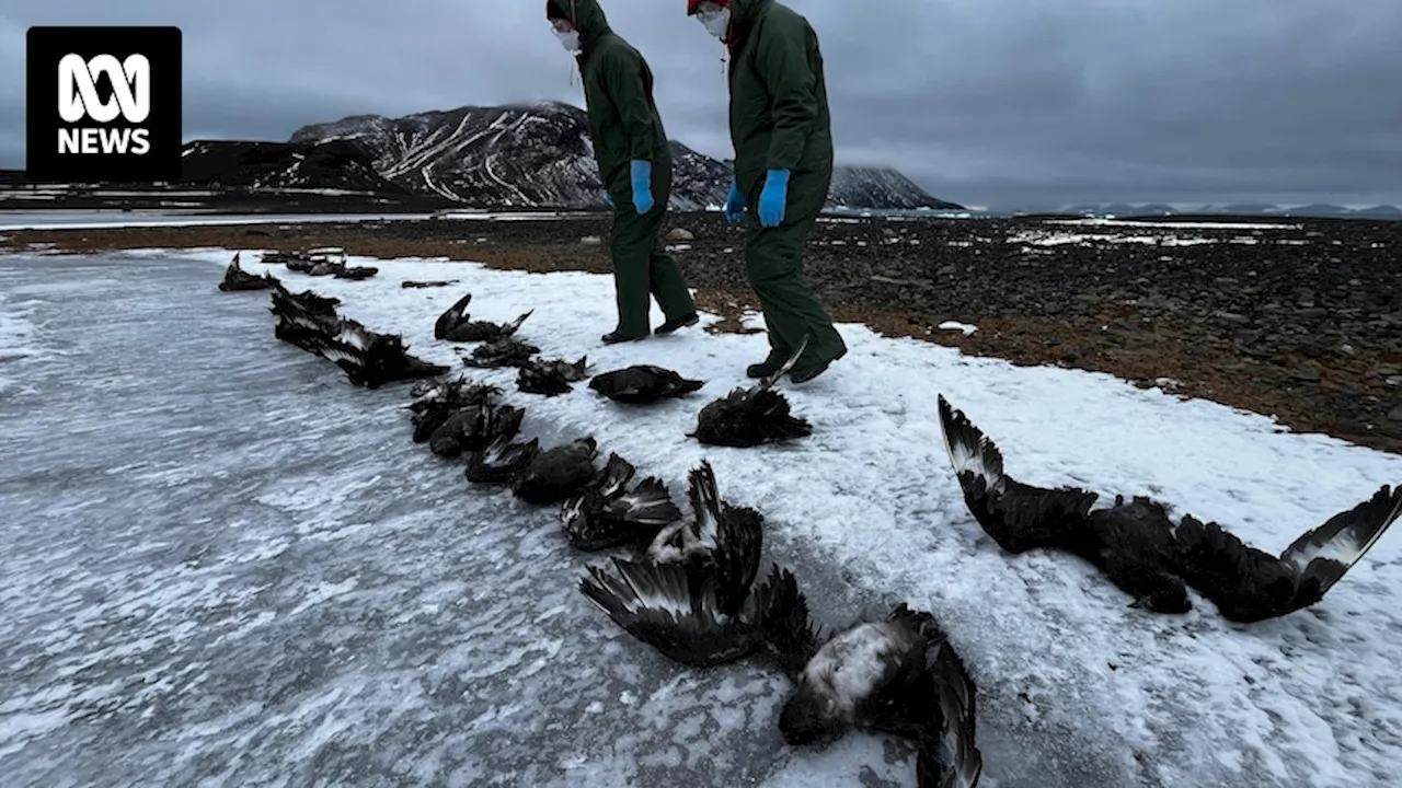 Australian Antarctic scientists wargame for spread of deadly H5N1 avian influenza to more territory