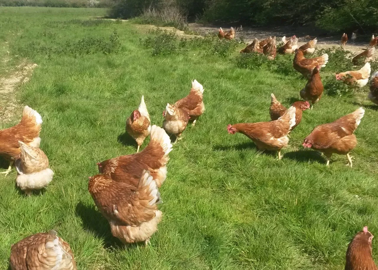 Sauvetage de 2500 poules pondeuses en Côtes-d'Armor : 'elles méritent une belle retraite'