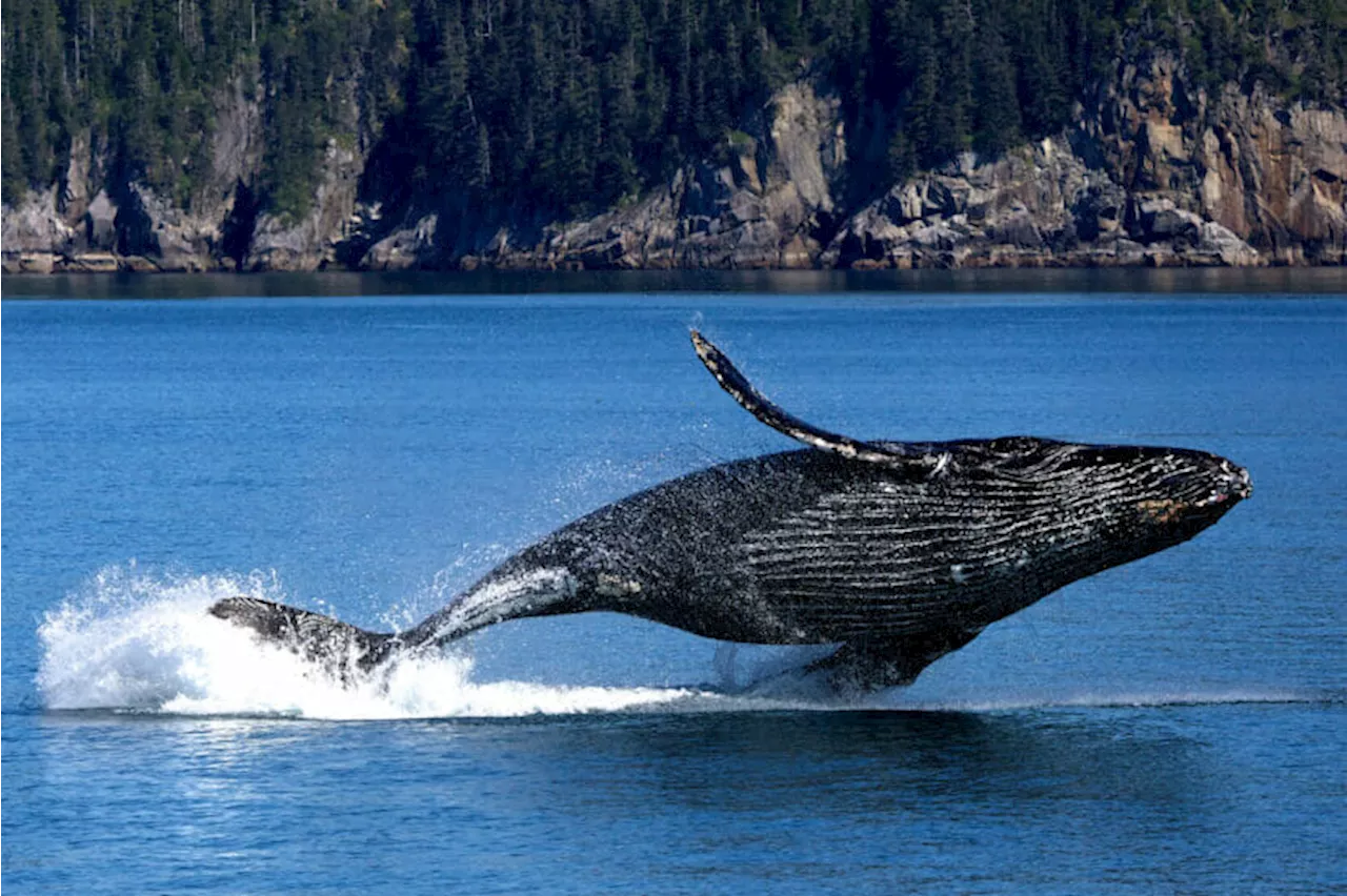 Vessel strike suspected in Southeast Alaska whale death