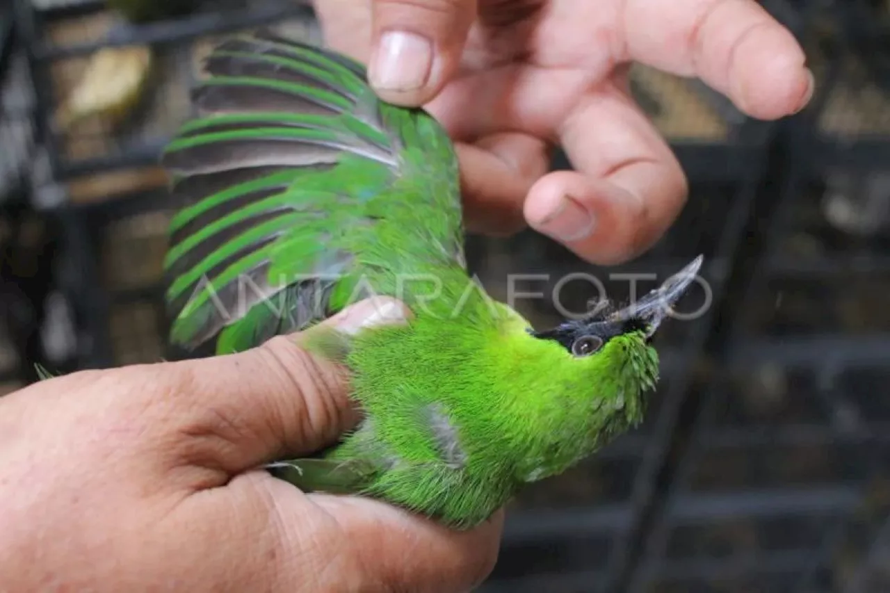 Balai Karantina DIY gagalkan penyelundupan cucak hijau dari Balikpapan