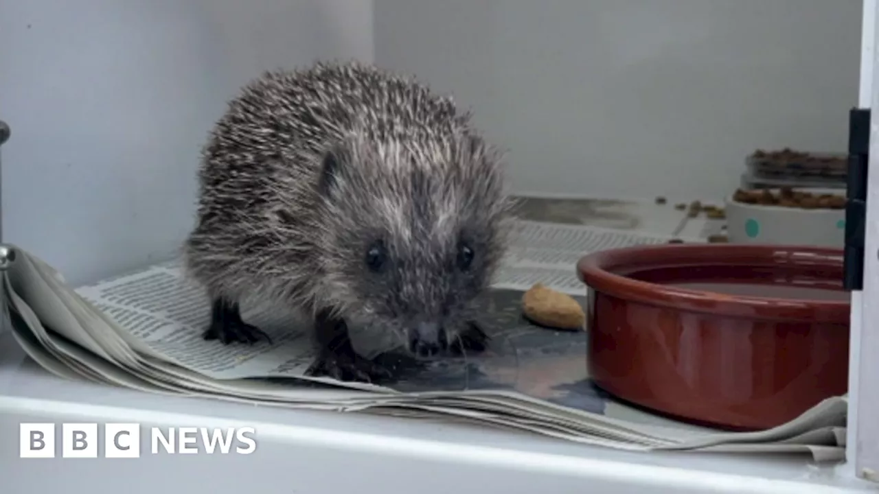 Devon hedgehog rescue centre at 'full capacity'