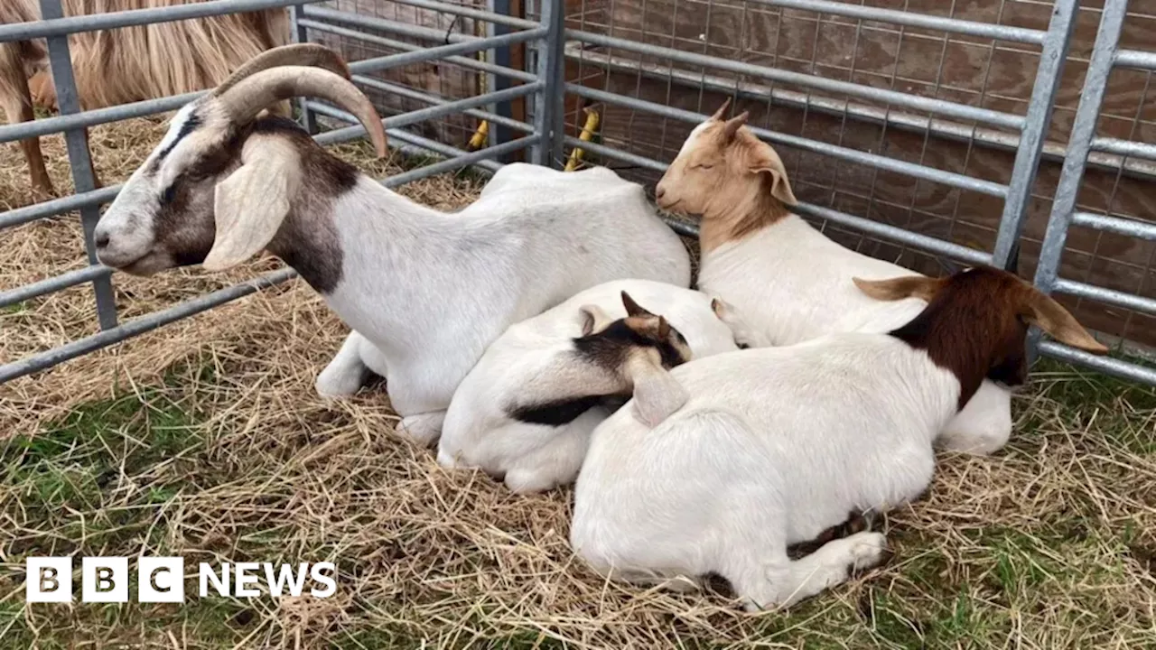 Lawnmower racing and livestock on display at Guernsey's West Show